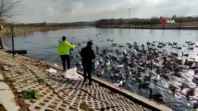 Polis ekipleri Kızılırmak’ta bulunan kaz ve ördekleri besledi