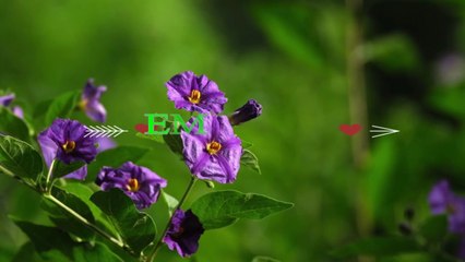 Relaxing Spring Music with Birds Singing!!Meditation Nature Music Birds of Spring!!Relaxing Music Mix  Beautiful Piano