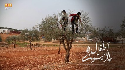عفارة الزيتون.. عادة  قديمة يُحييها أطفال المخيمات