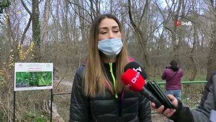 Edirne’de ağaç kesimine çevrecilerden tepki