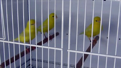 males ivoire intensif 2021