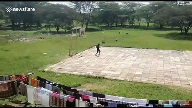 Apparement ces singes détestent le foot et les footballeurs