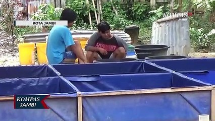 Budi Daya Ikan Cupang Disaat Pendemi Covid 19