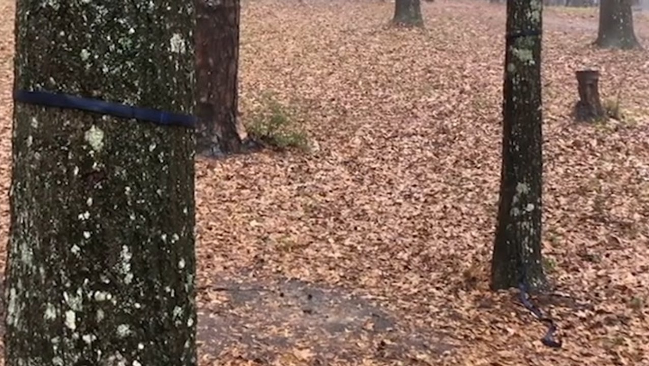 Forest drenched by downpour