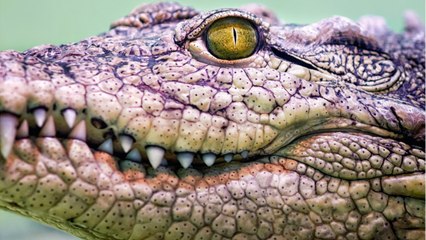 Brazil's President On Why He Won't Take COVID-19 Vaccine: I Don't Want To Turn Into A Crocodile