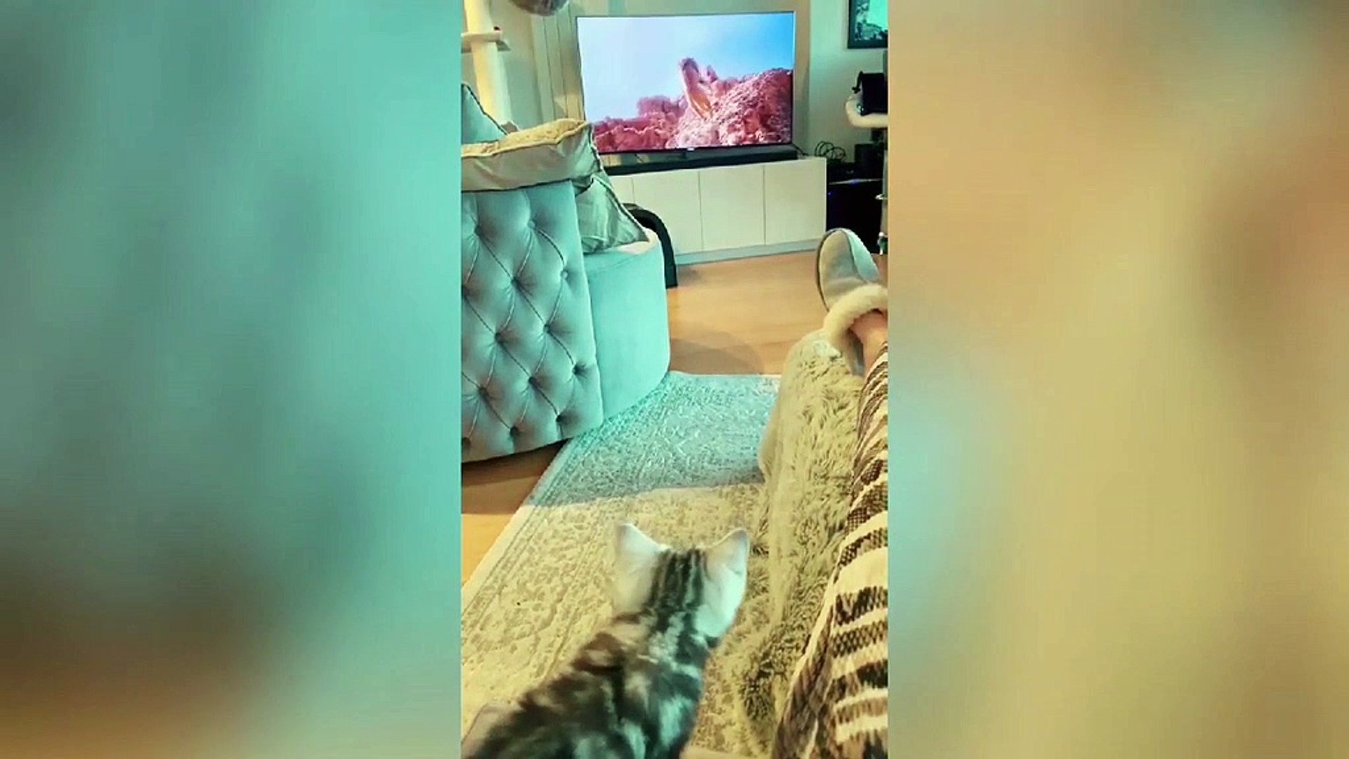 Cat Cats Funny #22