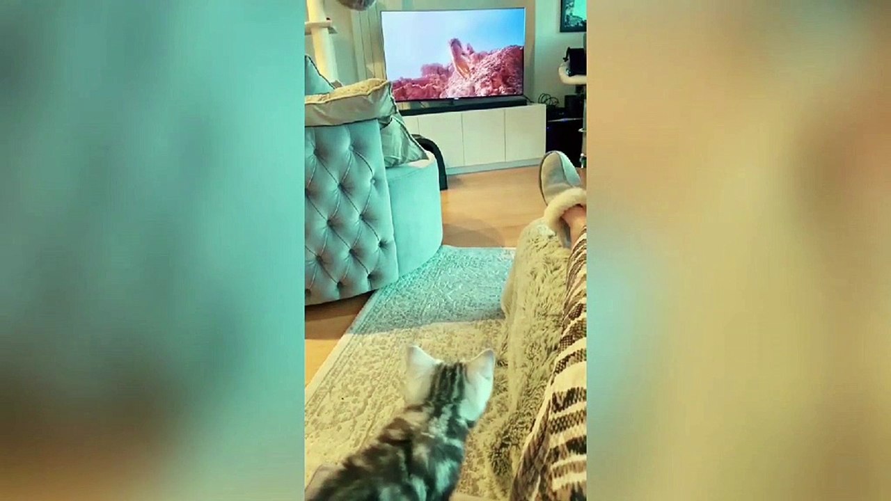 Cat Cats Funny #22