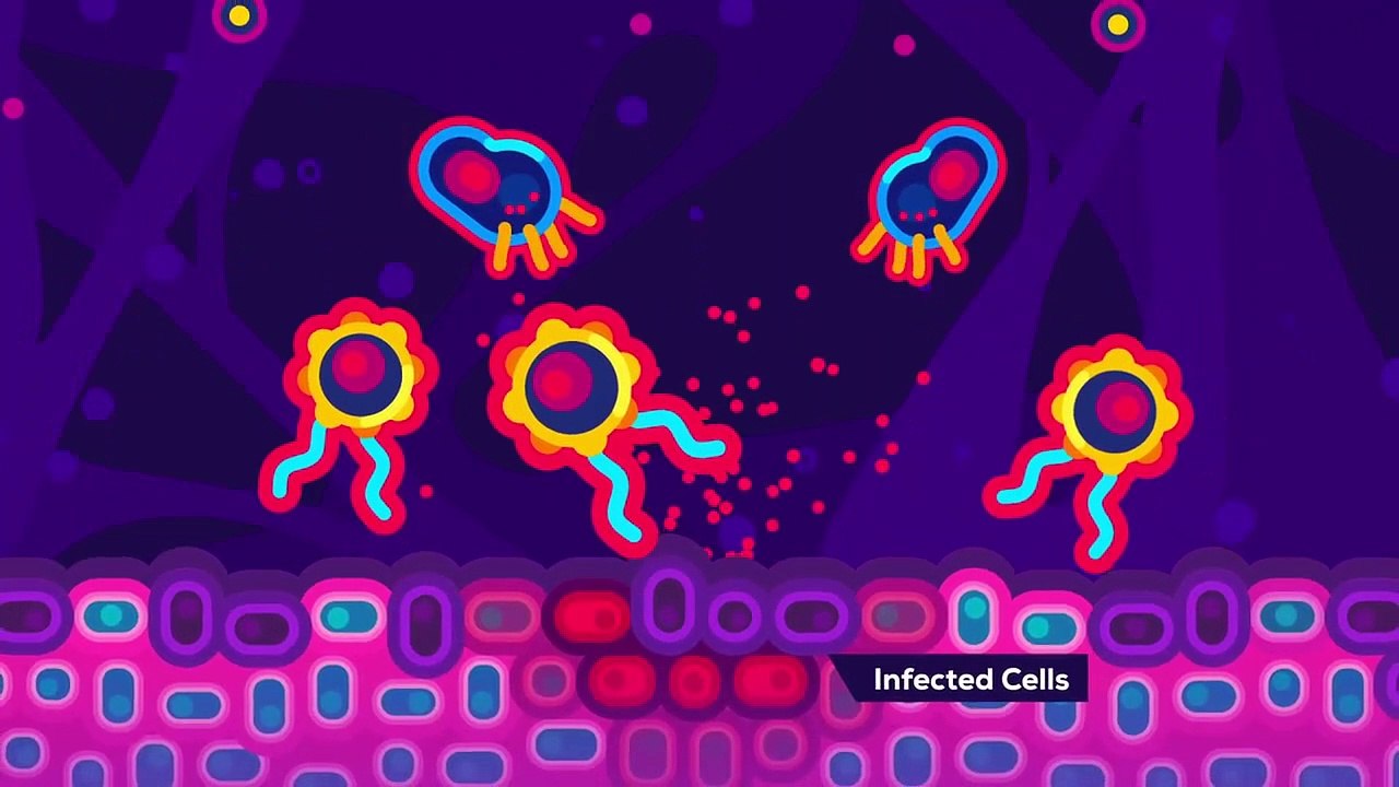 The Coronavirus Explained  What You Should Do