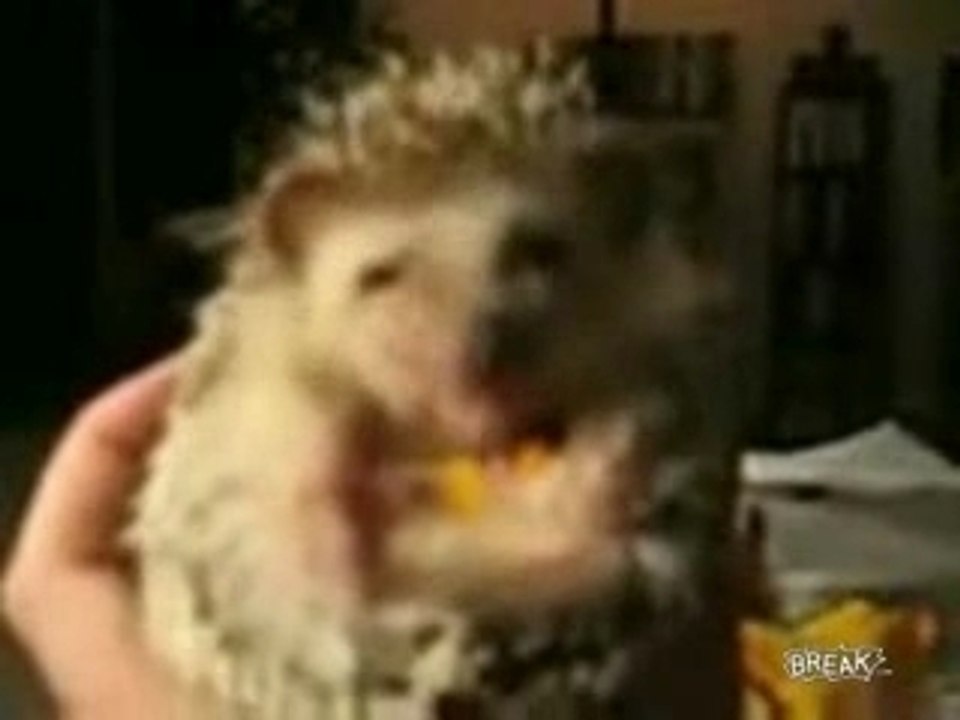 Happy Hedhog Eating Candy 