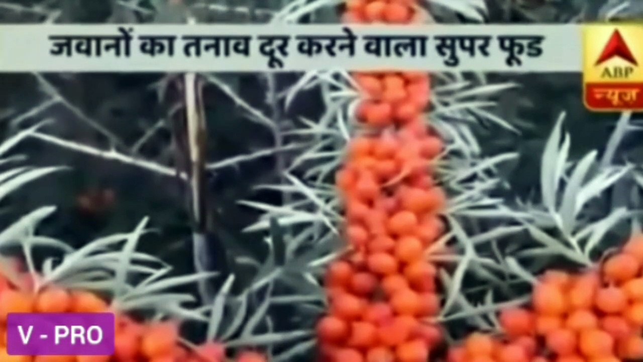 Sea Buckthorn Juice | Health Rich Super Food