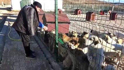 Sokak hayvanları yeni evlerine yerleştiriliyor