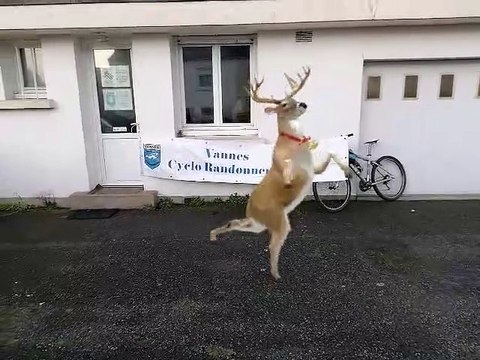 SECRET Les Rennes du Père Noël sont venus au Vannes Cyclo Randonneurs s'entraîner une dernière fois