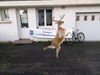 SECRET  Les Rennes du Père Noël  sont venus au Vannes Cyclo Randonneurs s'entraîner une dernière fois