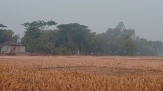 Winter morning after harvesting rice .. Natural sound .. Collected by Nuha