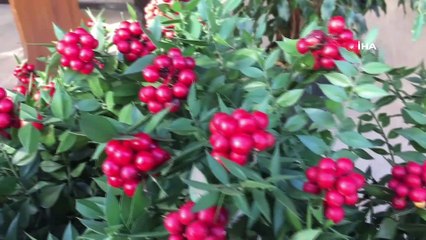 Yılbaşının şans çiçeği: 'Kokina'