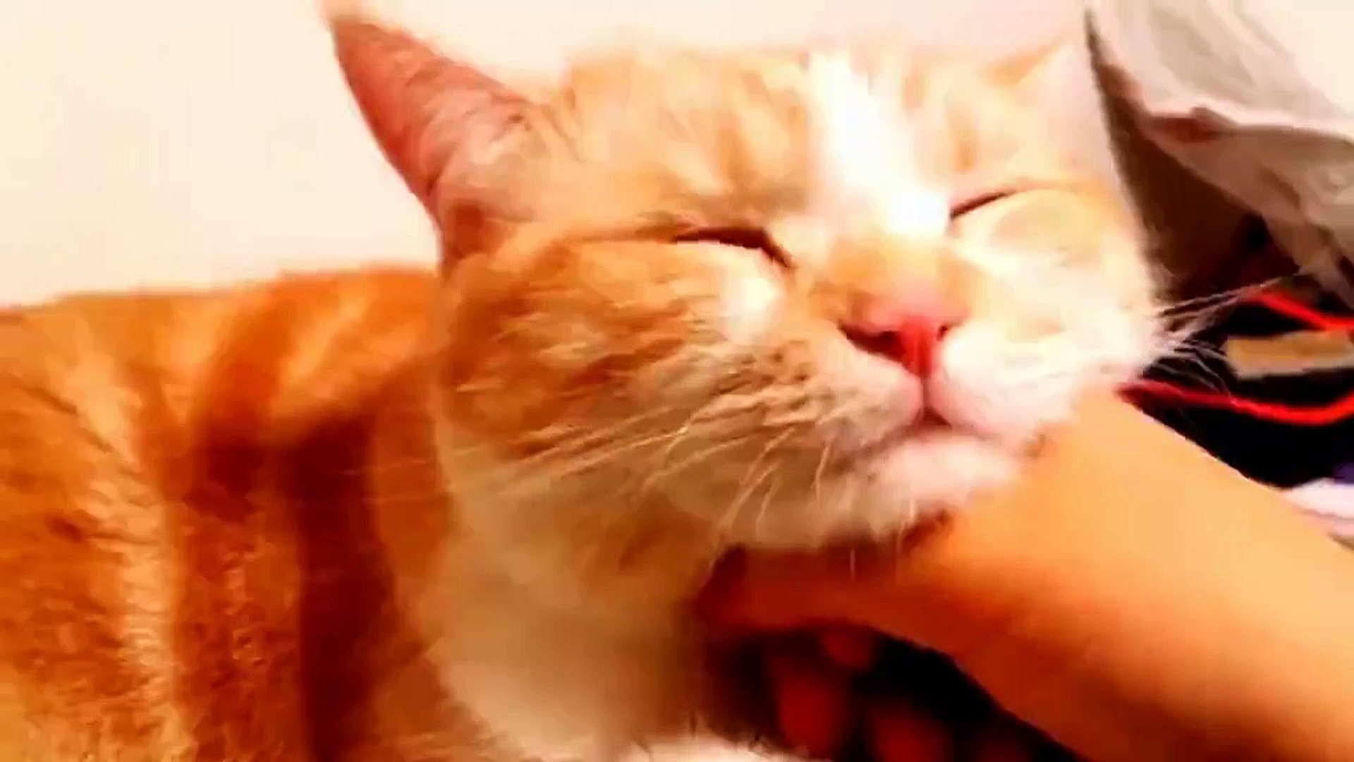 ⁣Cat Cats Funny #23