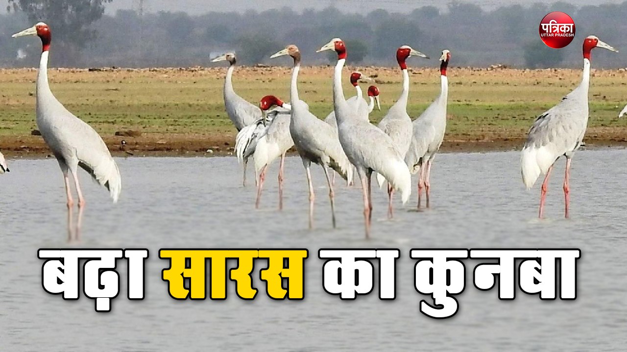 पूर्वांचल में बढ़ा सारस का कुनबा, एक साल में 15...