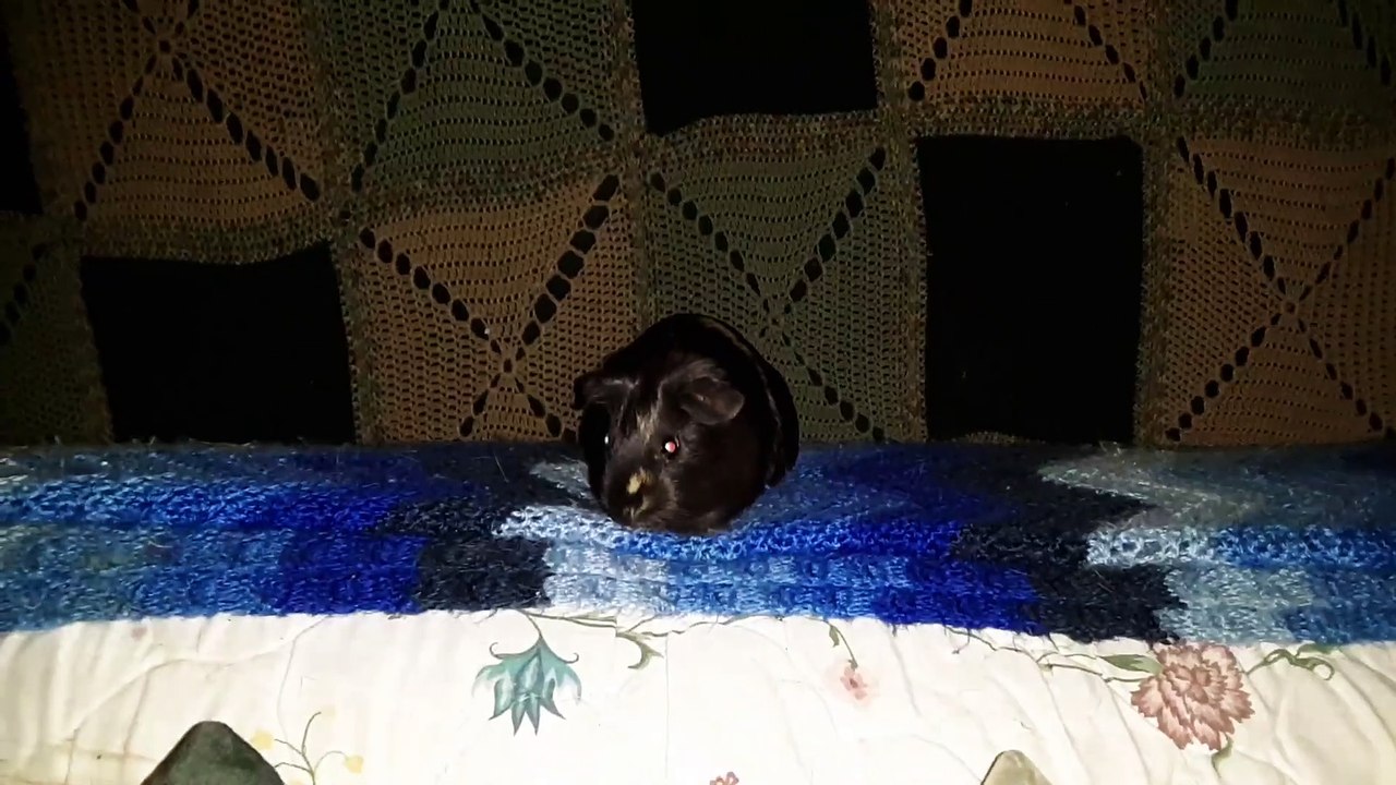 CAVIA PORCELLUS PIXIE 20191227_163928