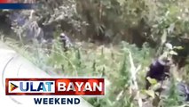 P1.3-M halaga ng marijuana sa Benguet, sinira