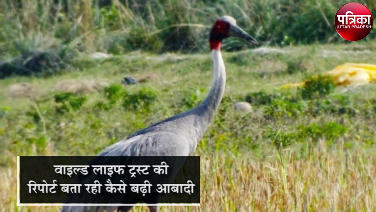 बेजुबानों को भी भाईं योगी सरकार की नीतयिां, पूर...