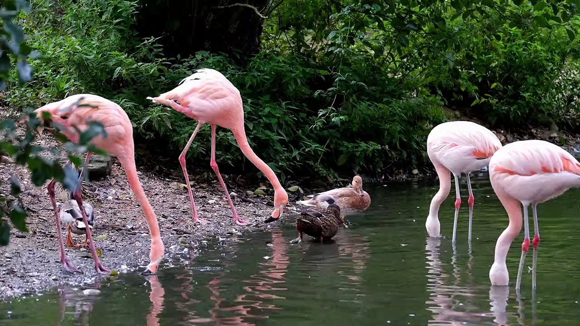 Flamingo Water Birds Exotic Birds