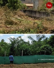 A jungle in the heart of a city: Around Chennai's Miyawaki forests