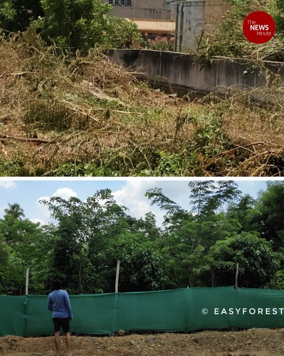 A jungle in the heart of a city: Around Chennai's Miyawaki forests