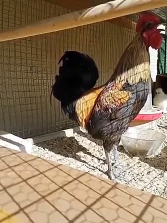 Un coq donne tout !
