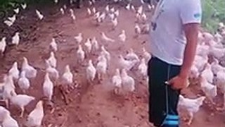 Un homme mène son armée de poulets au combat