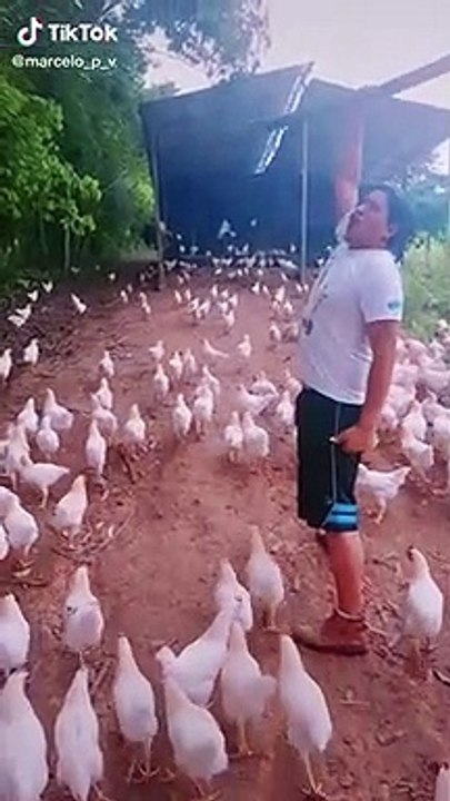 Un homme mène son armée de poulets au combat