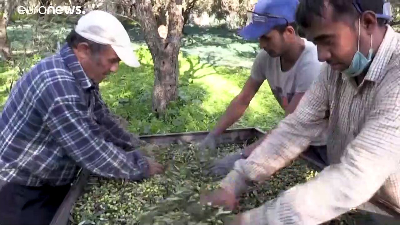 Ελλάδα: Πτώση στην παραγωγή ελαιολάδου λόγω πανδημίας