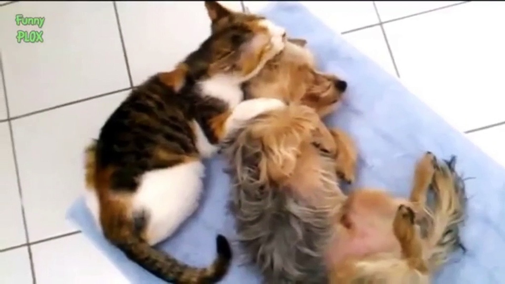 Cat Cats Videos #24