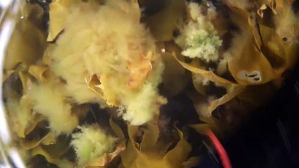 पवित्र माला की रानी     QUEEN OF THE HOLY ROSARY