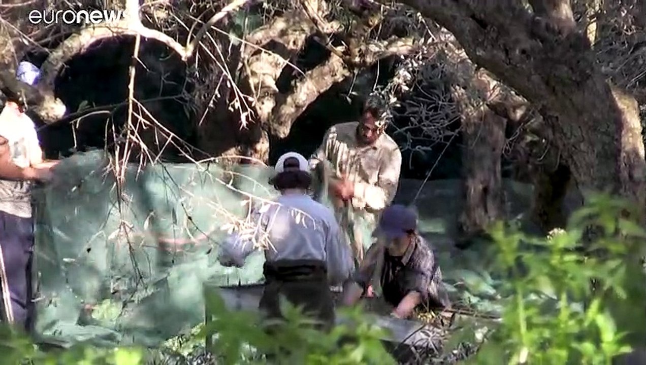 Kleine Olivenbauern in der Coronakrise: Familie ist (nicht) alles