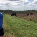 Horse attacks alligator