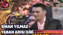 Karadeniz Show Sinan Yılmaz | Yaban Arısı Gibi | Flash Tv