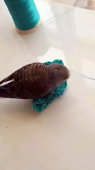 İşte İP'li Meral Akşener'in ipe dolaşmış son hali