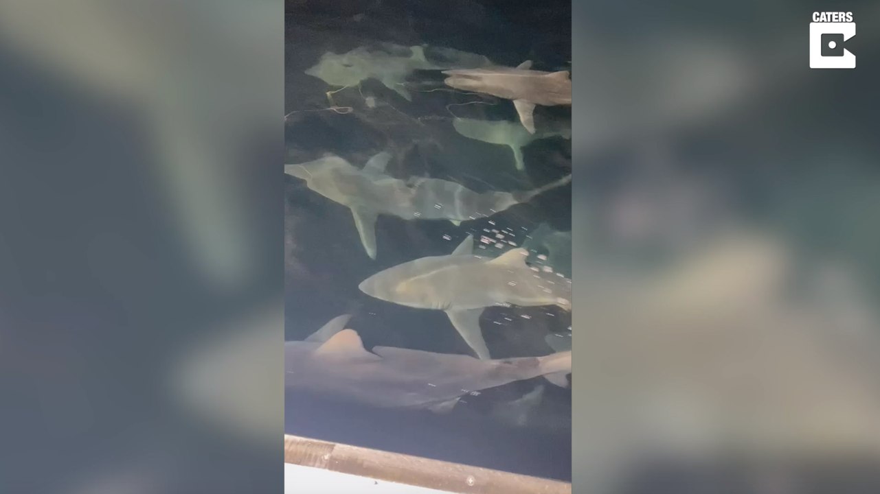 Hunderte Haie umzingeln Fischerboot