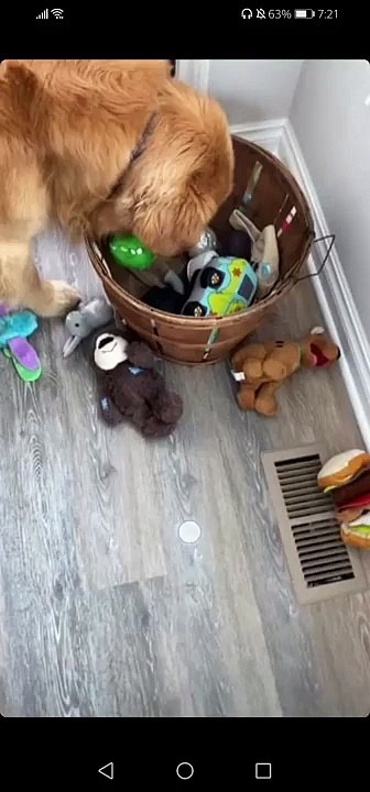 Tucker Budzyn Stories #4 - Gator destroys toys, Tucker's hippo, toy basket, ball, dogs snuggle, hug