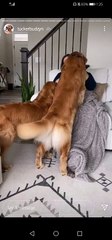 Tucker Budzyn Stories #6 ! Tucker and Gator, beg for Coca Cola, snuggle and hug while sleeping