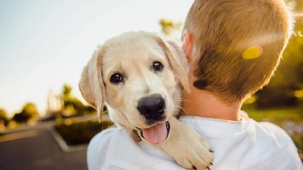 Pirotécnicos argumentan que pólvora no afecta mucho a animales