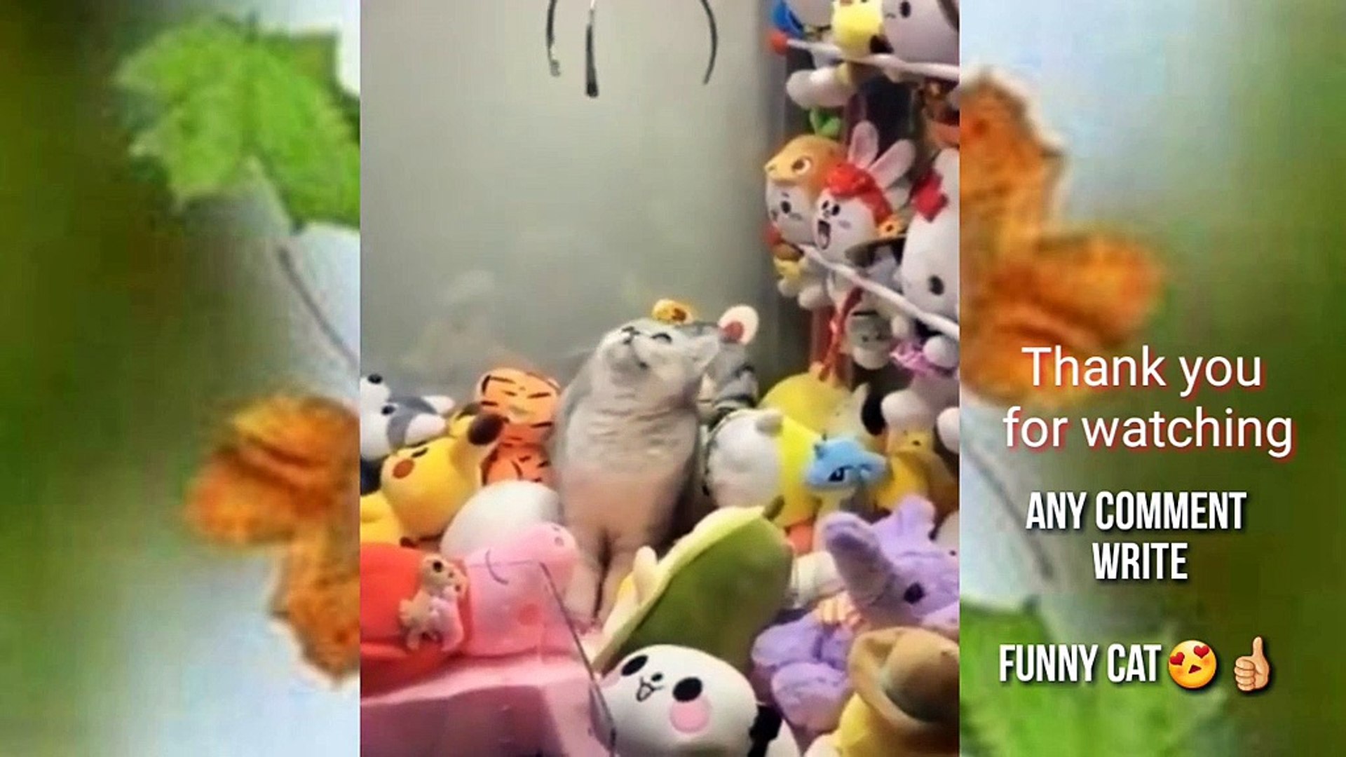 Cat Cats Videos #25