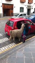 Ce lama prend un taxi...