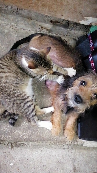 Mama Dog Enjoys Friendly Massage From Rescue Cat Best Friend
