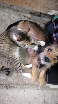 Mama Dog Enjoys Friendly Massage From Rescue Cat Best Friend