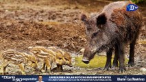 Construyen balsas para rescatar animales en África | La buena noticia