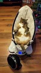 cat relaxes on newborn baby&apos;s electronic cradle