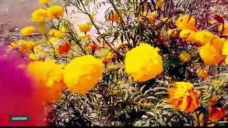 Marigold plant//home decoration//flowers