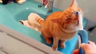 funny cats