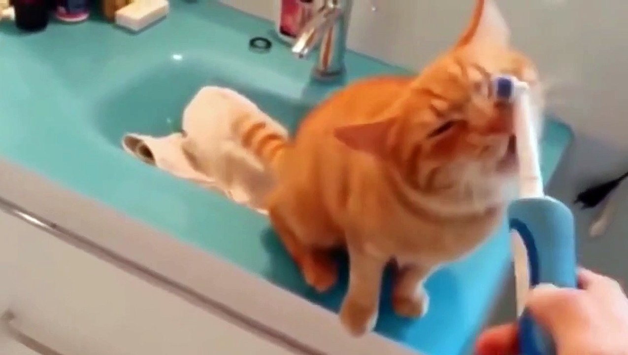 funny cats